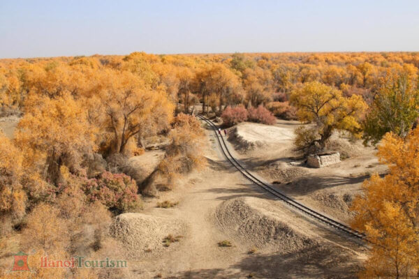Rừng bạch Dương - Tân Cương - Trung Quốc