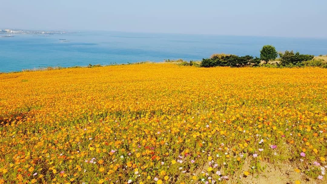 Đảo Jeju mùa thu